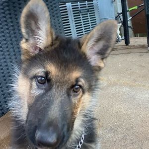 Meet your Posher, Bobby